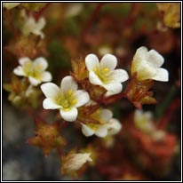 Irish Saxifrage, Saxifraga rosacea, Mórán gaelach