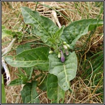 Woody Nightshade, Solanum dulcamara var marinum, Fuath gorm