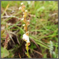 Marsh Arrowgrass, Triglochin palustris, Barr an mhilltigh
