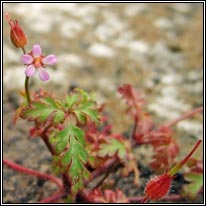 Little-robin, Geranium purpureum, Eireaball rí
