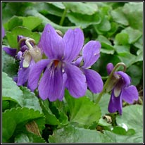Sweet Violet, Viola odorata, Sailchuach chumhra