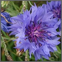 Cornflower, Centaurea cyanus, Gormán