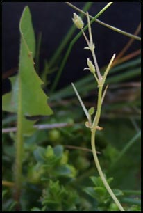 Lesser Chickweed, Stellaria pallida
