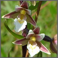 Marsh Helleborine, Epipactis palustris, Cuaichín corraigh