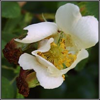 Rosa x scabriuscula