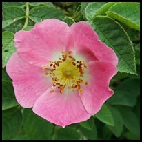 Sherard's Downy-rose, Rosa sherardii, Rós Shioraird
