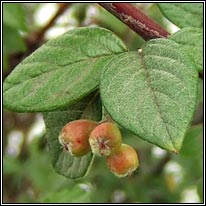 Stern's Cotoneaster, Cotoneaster sternianus