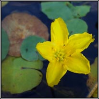 Fringed Water-lily, Nymphoides peltata