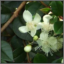 Chilean Myrtle, Luma apiculata
