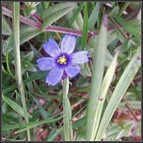 American Blue-eyed-grass, Sisyrinchium montanum