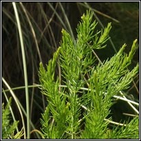 Wild Asparagus, Asparagus officinalis ssp prostratus, Lus súgach