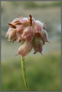 Strawberry Clover, Trifolium fragiferum