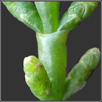 Common Glasswort, Salicornia europaea