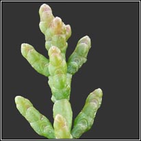One-flowered Glasswort, Salicornia pusilla