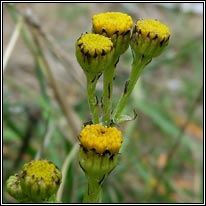 Common Ragwort, Senecio jacobaea subsp dunensis
