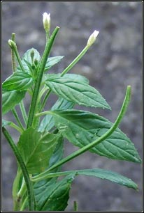 Pale Willowherb, Epilobium roseum