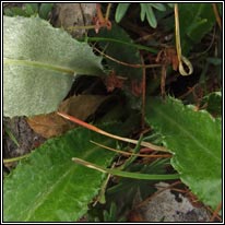 Meadow Thistle, Cirsium dissectum