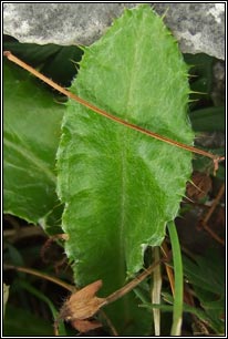 Meadow Thistle, Cirsium dissectum