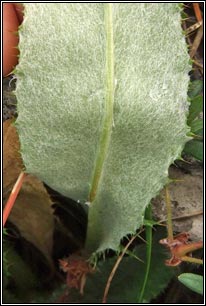 Meadow Thistle, Cirsium dissectum