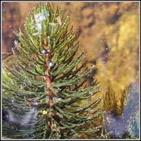 Rigid Hornwort, Ceratophyllum demersum