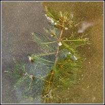 Spiked Water-milfoil, Myriophyllum spicatum