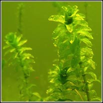 Canadian Waterweed, Elodea canadensis