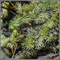 Bladderwort, Utricularia