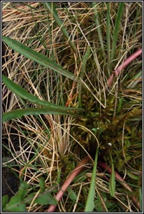 Turlough dandelion, Taraxacum palustre