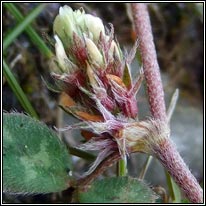 Rough Clover, Trifolium scabrum