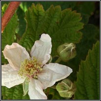 Rubus nemorosus