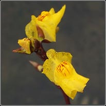 Greater Bladderwort, Utricularia vulgaris