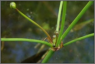 Lesser Water-plantain, Baldellia ranunculoides