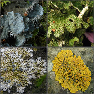 Foliose and Squamulose lichens