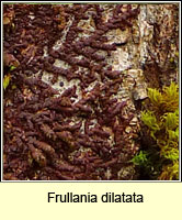 Frullania dilata