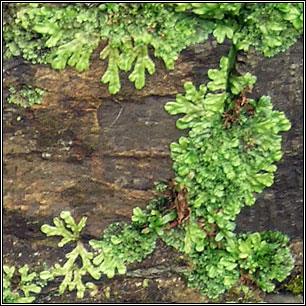 liverwort conocephalum conicum liverworts