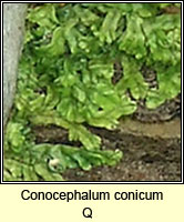 Conocephalum conicum