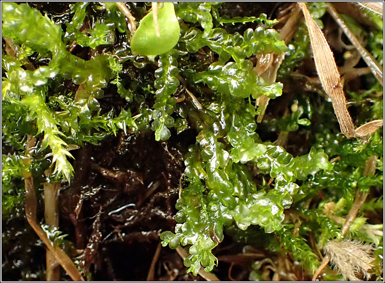 Chiloscyphus polyanthos, St Winifrid's Moss