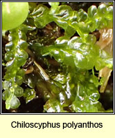 Chiloscyphus polyanthos, St Winifrid's Moss