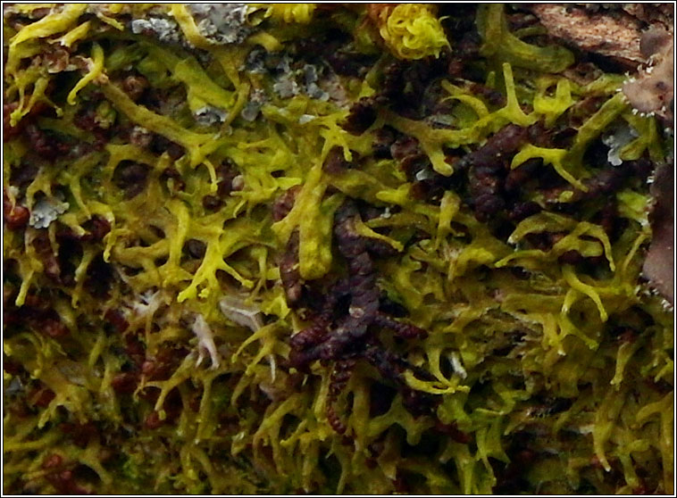 Metzgeria violacea, Bluish Veilwort