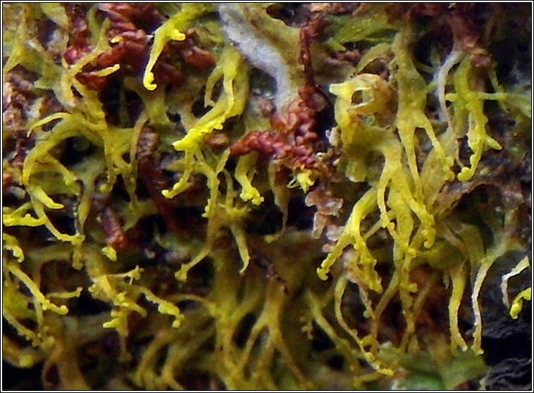 Metzgeria violacea, Bluish Veilwort