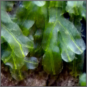 Metzgeria furcata, Forked Veilwort