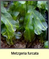 Metzgeria furcata, Forked Veilwort
