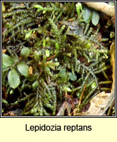 Lepidozia reptans, Creeping Fingerwort