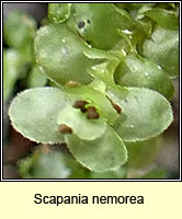 Scapania nemorea, Grove Earwort