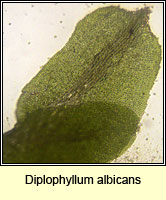 Diplophyllum albicans, White Earwort