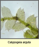 Calypogeia arguta, Notched Pouchwort