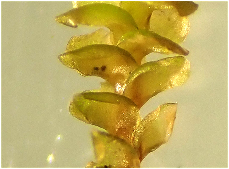 Scapania gracilis, Western Earwort