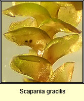 Scapania gracilis, Western Earwort