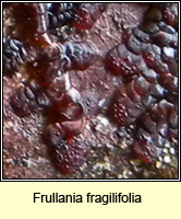 Frullania fragilifolia, Spotty Fingers