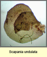 Scapania undulata, Water Earwort